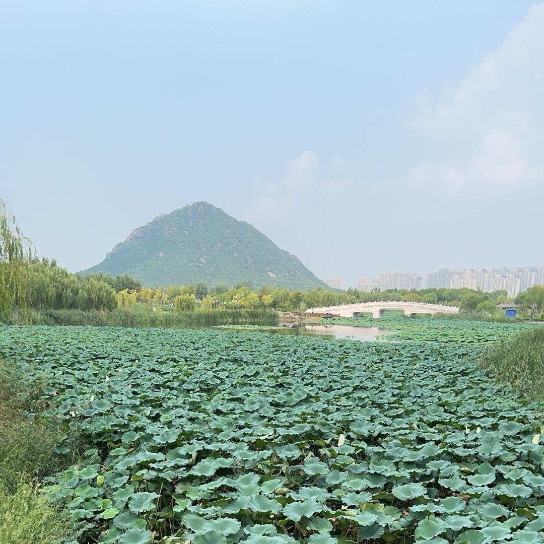 青山浮苹