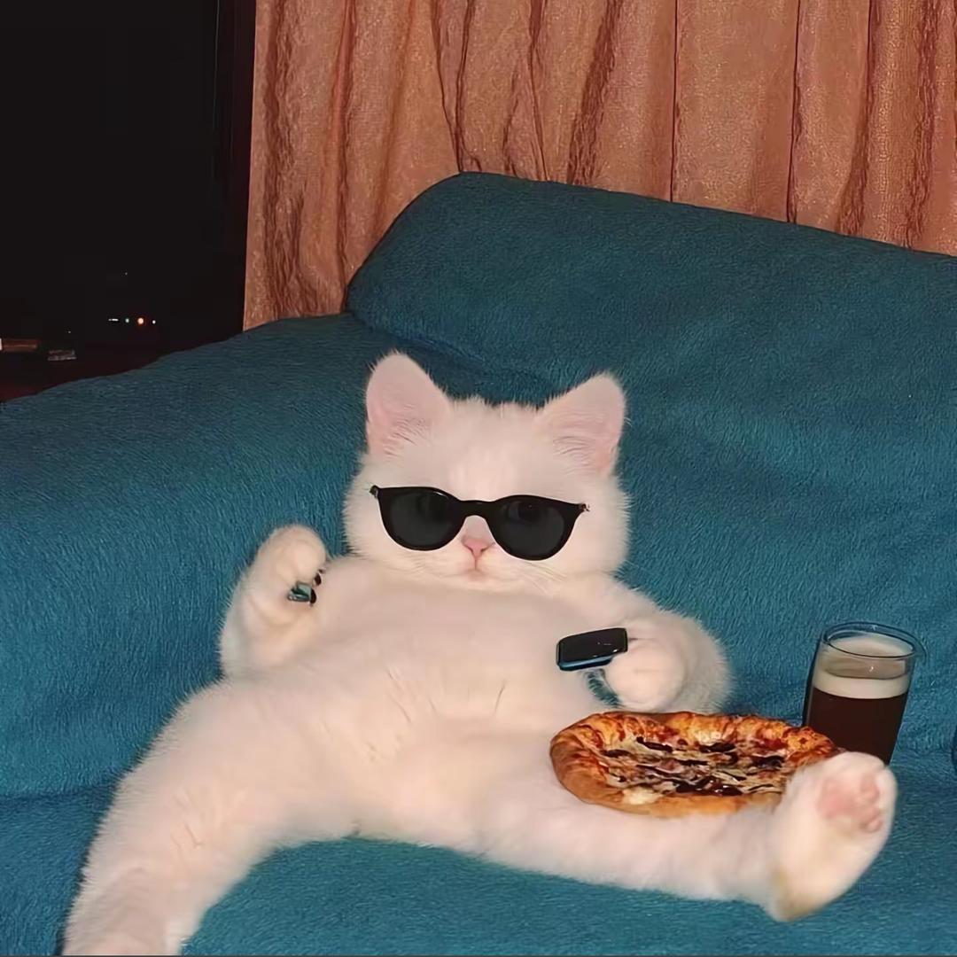 胖小猫
