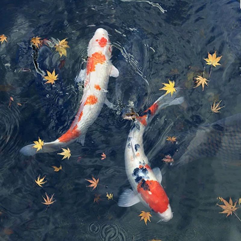 小静锦鲤