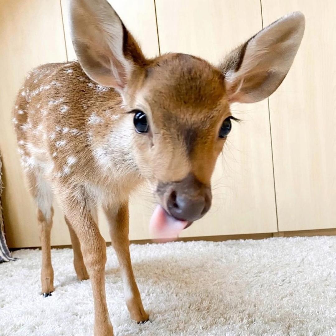 Ogg