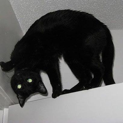 新都区单车高级技师