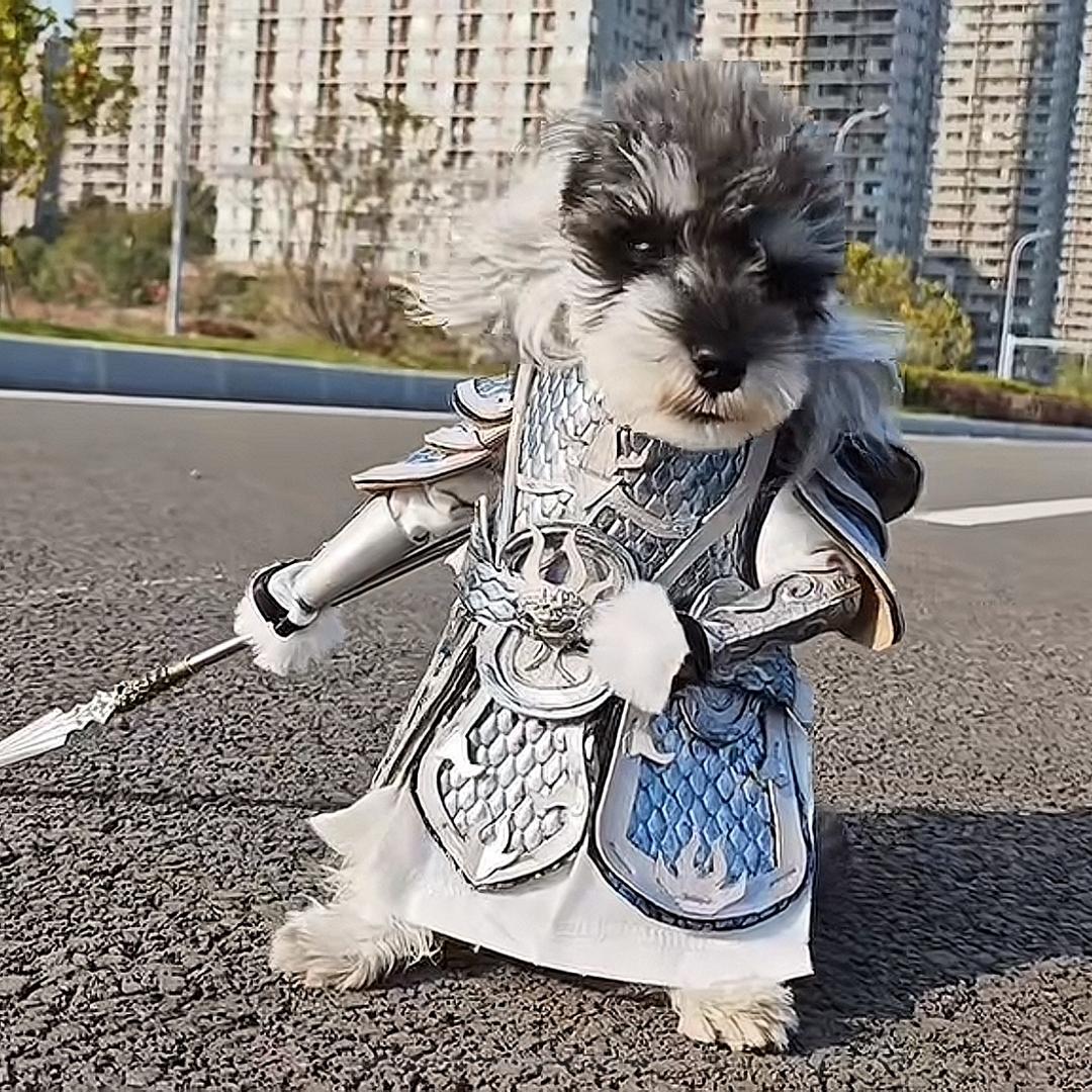 __吾乃常山赵子🐶