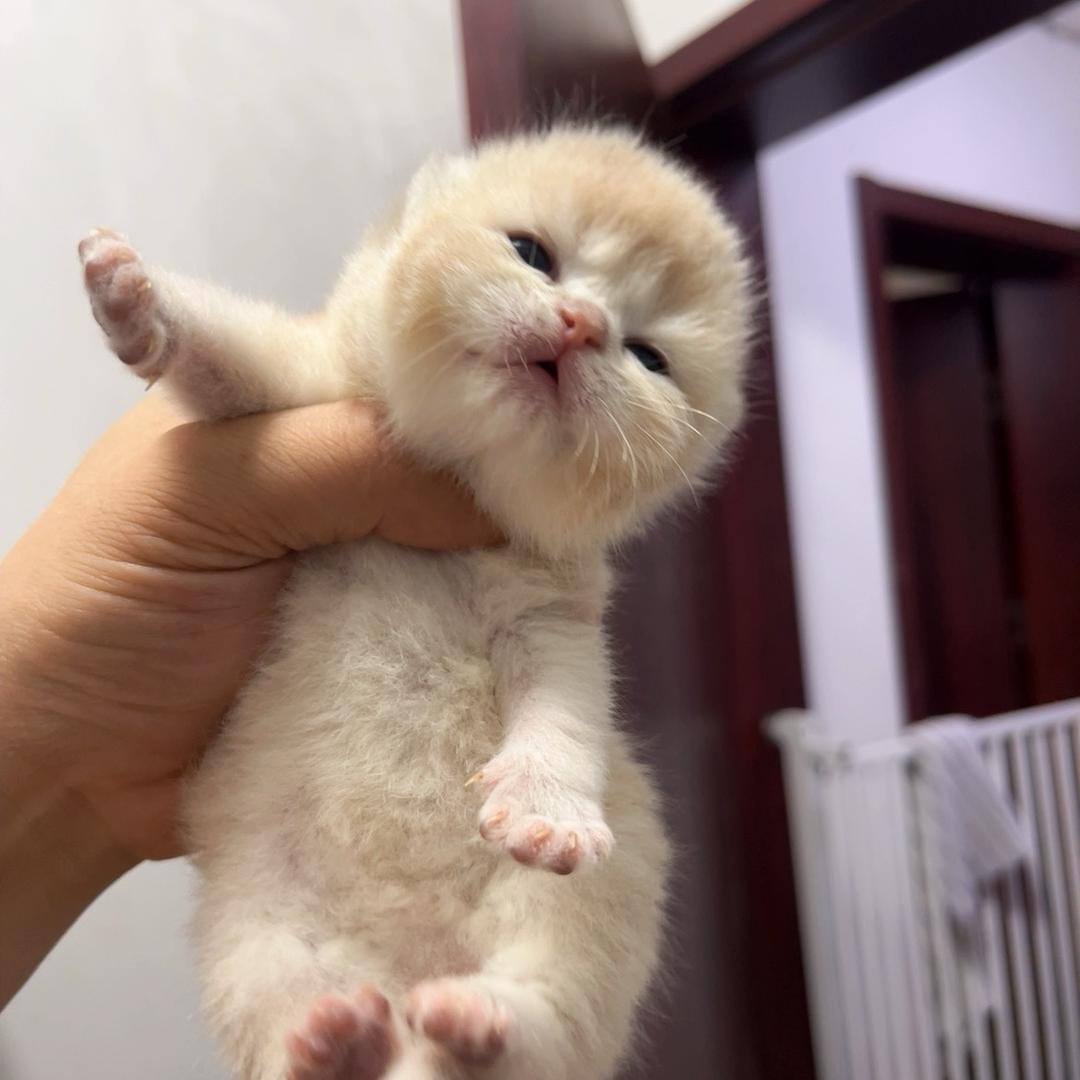 远方传来风笛''-'’