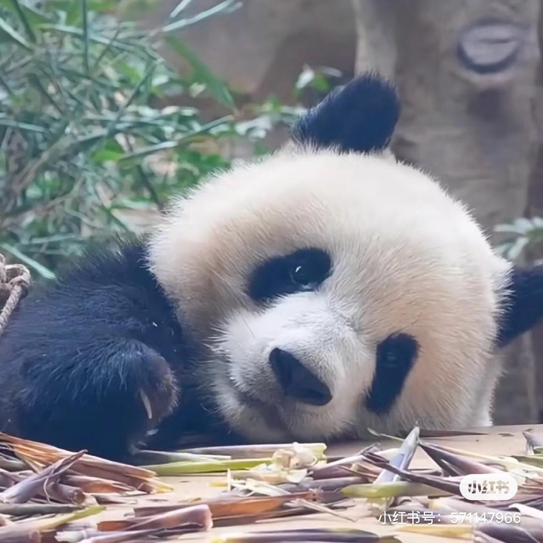 阿喵（非酋版）