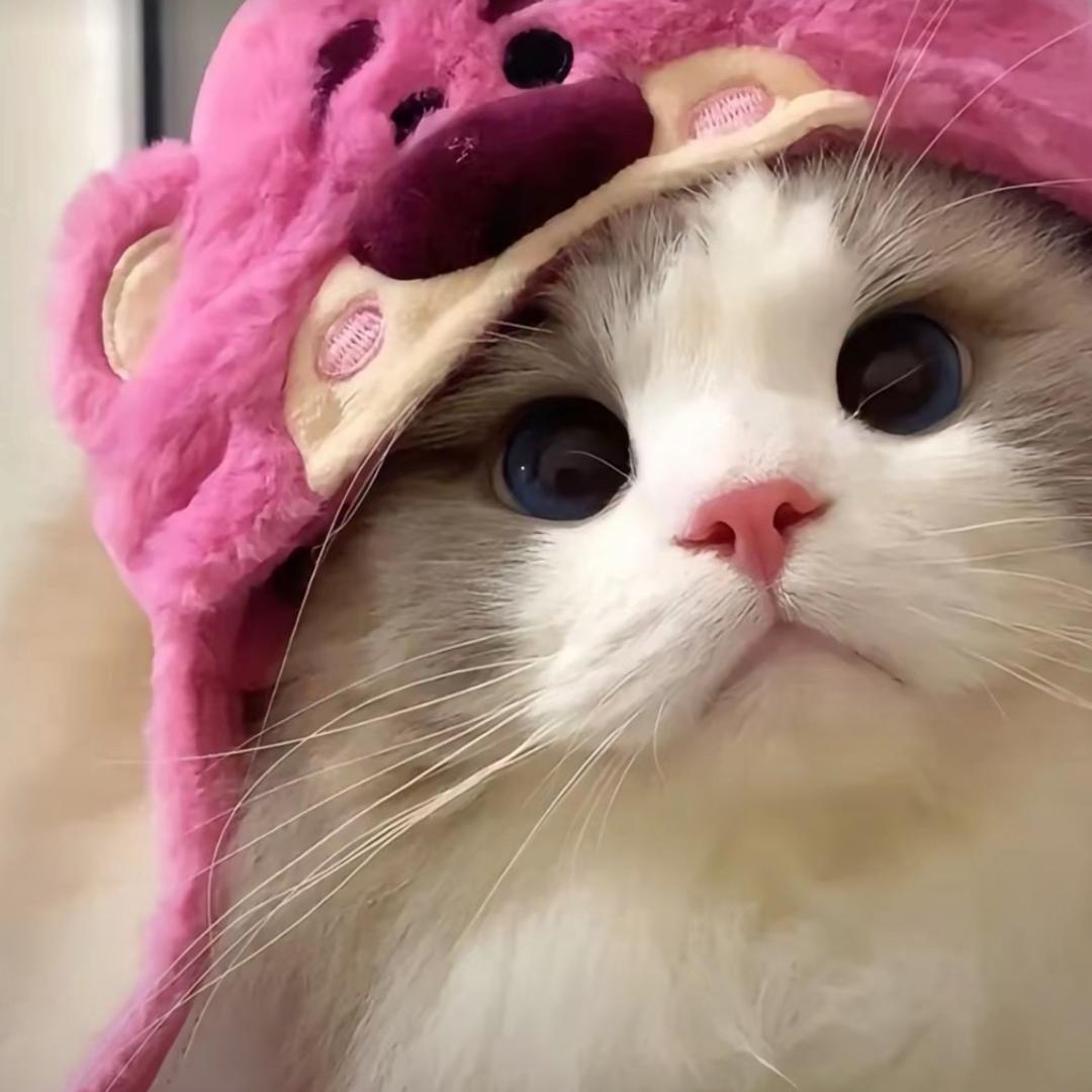 猫咪圈圈