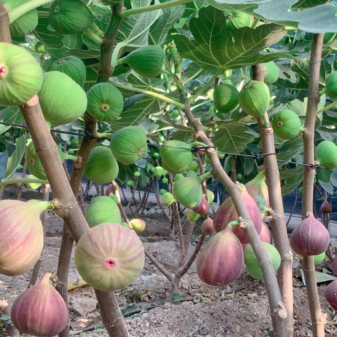 红姐无花果种植基地