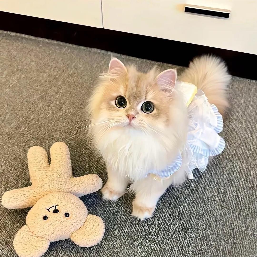 ❀泡ᨶ႒ᩚ沫ᵥₑ̶ᩚ