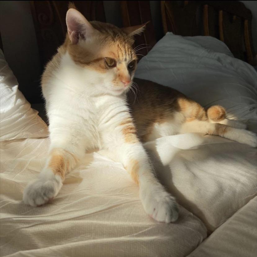 胖橘严十一🐈