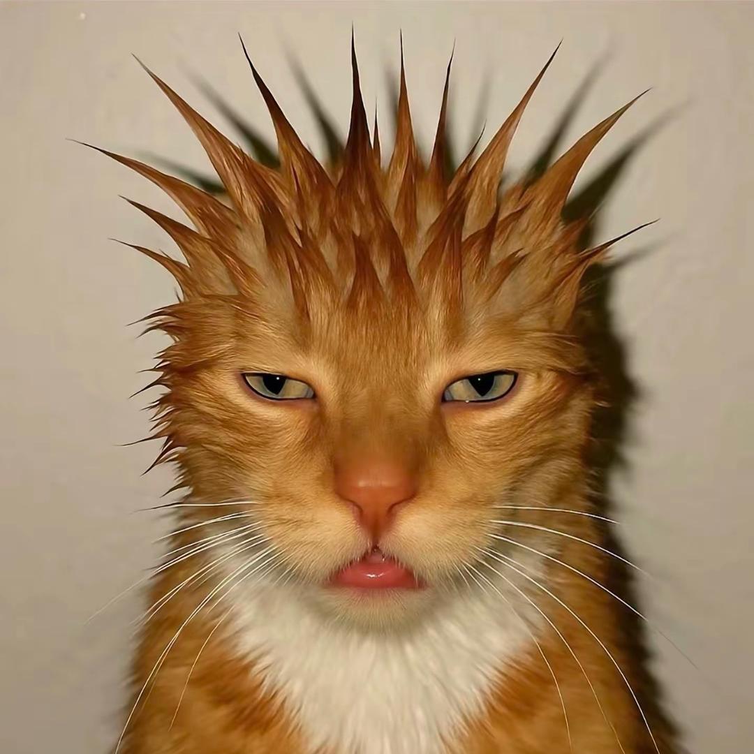 Y