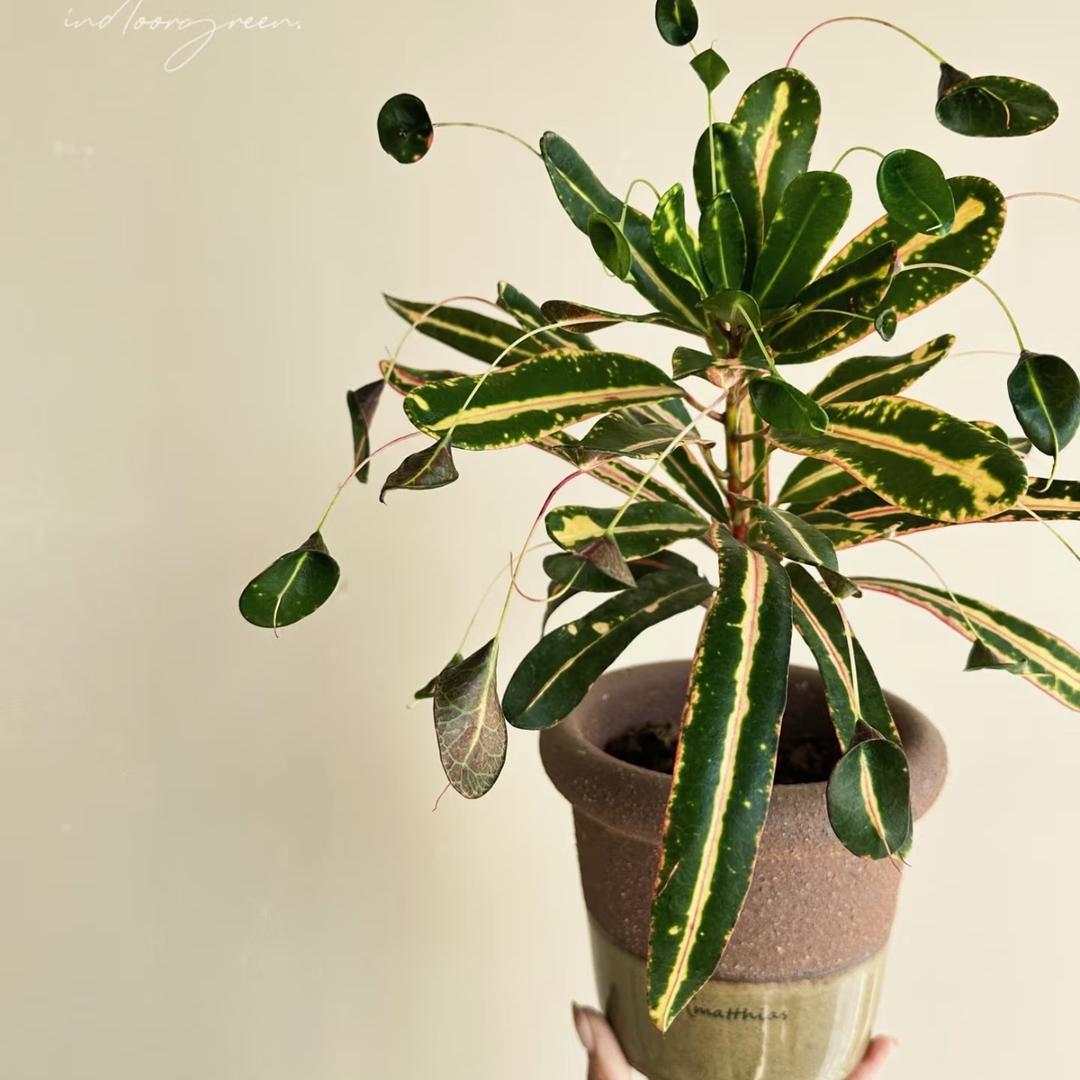 澜晞花卉植艺社