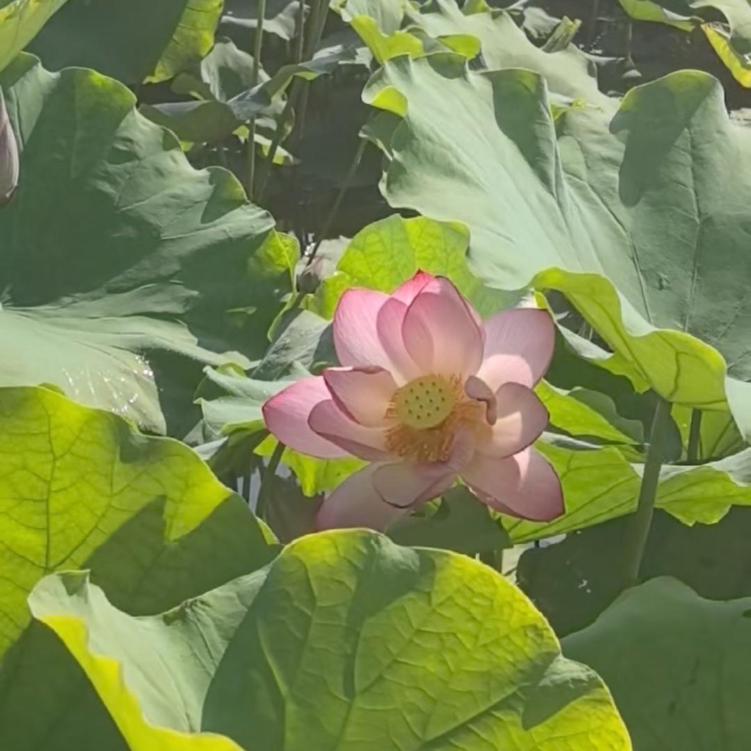 坚持打卡（欣）