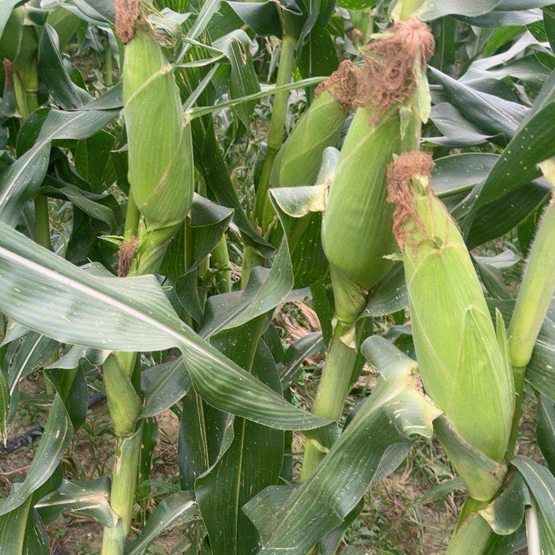 《河北老赵》超甜糯玉米