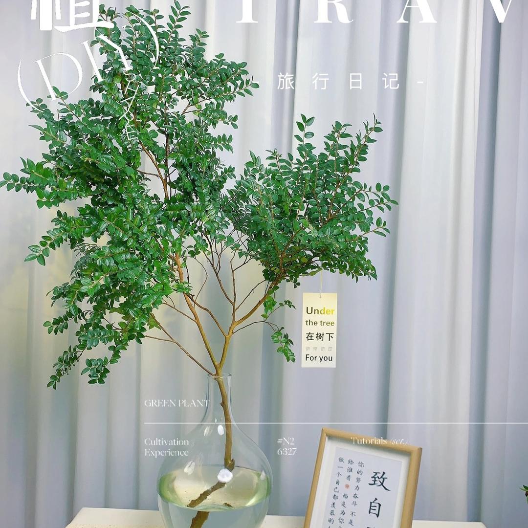 Plants青山花木