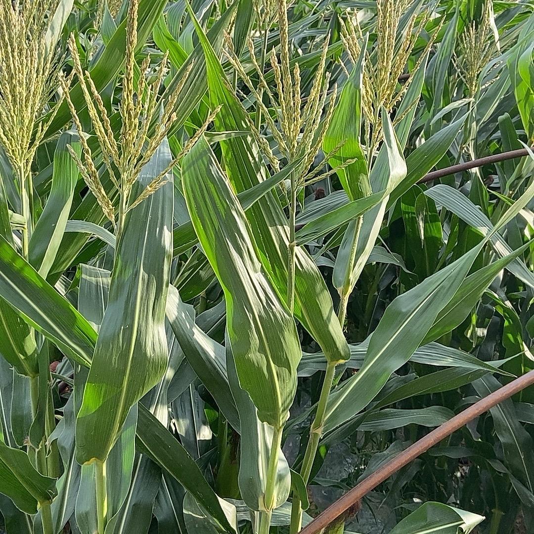 小玉米
