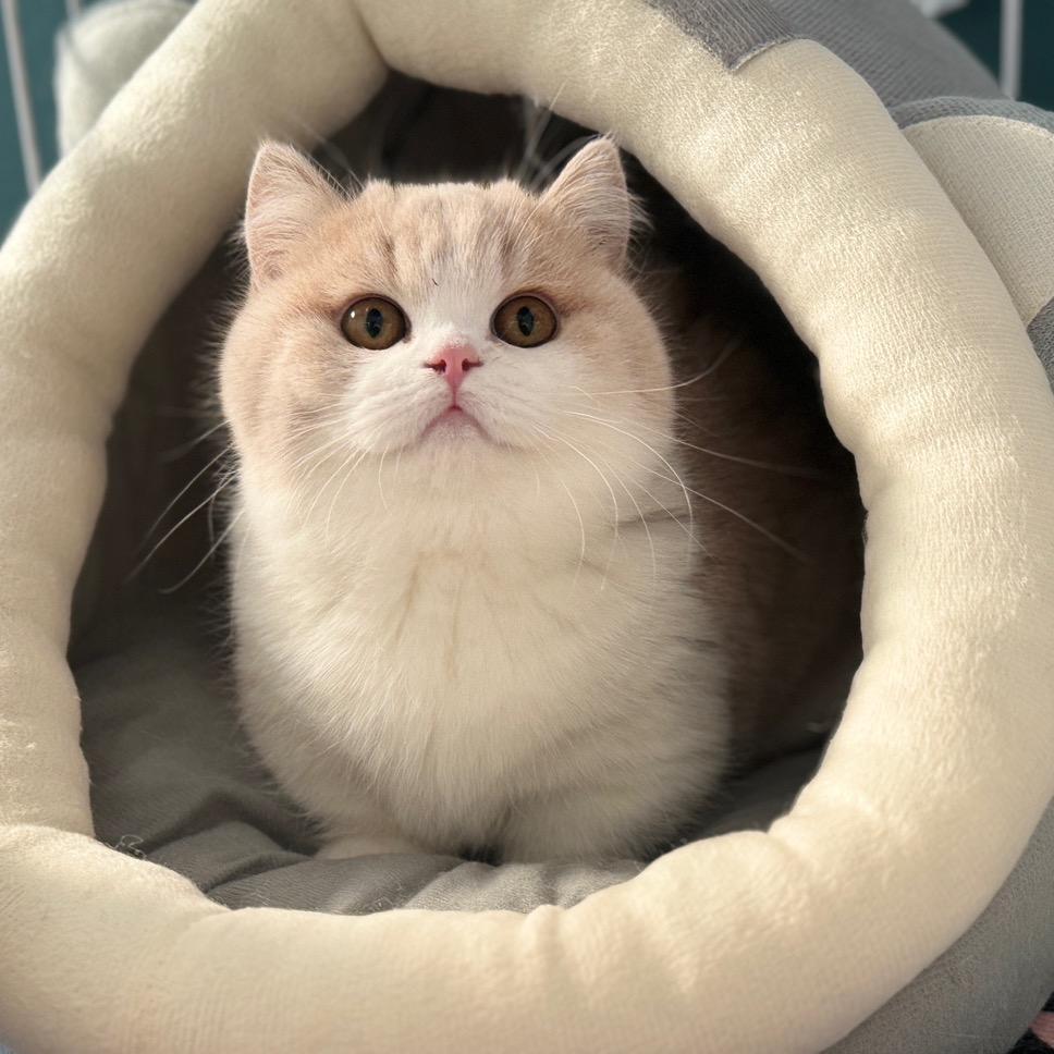 遇见猫