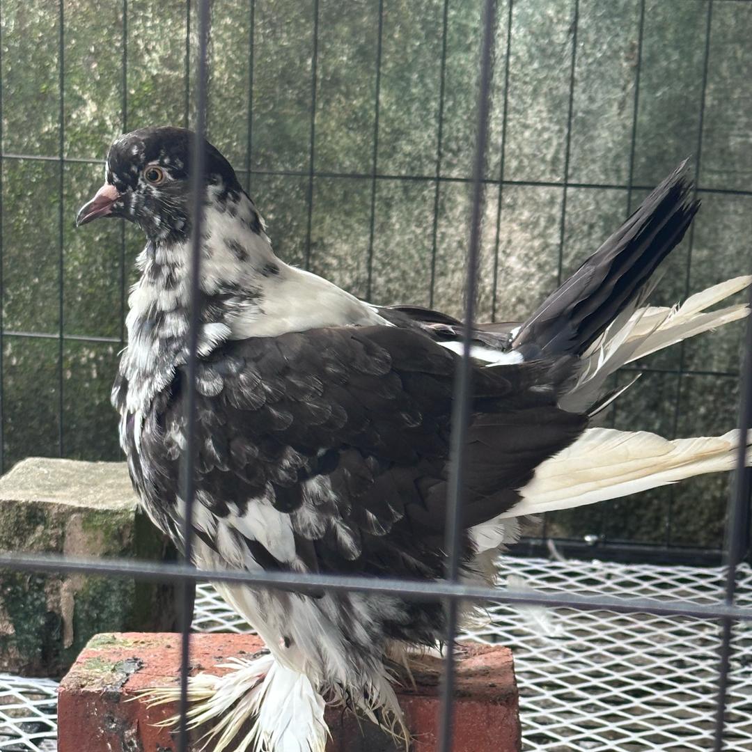 中山小彭-毛腿梦谭