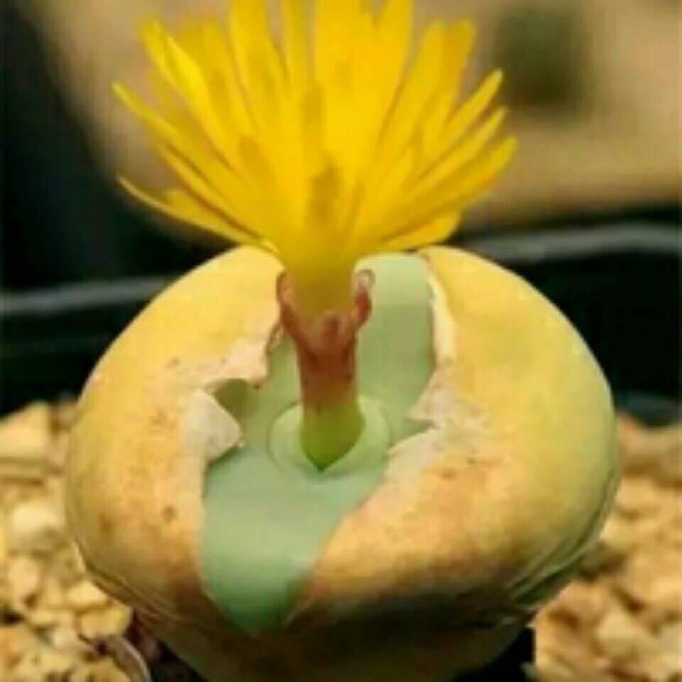 冬天的太阳
