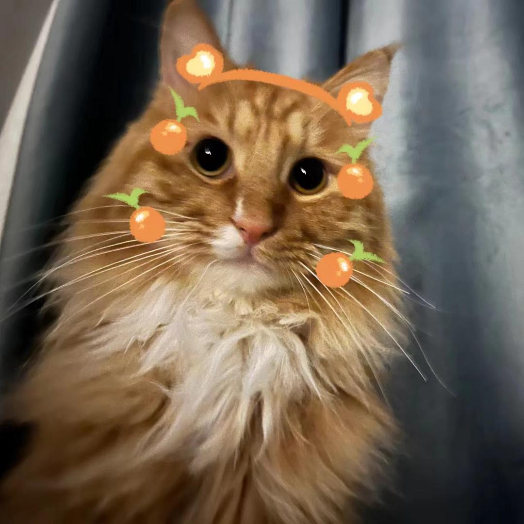 橘子小狗🍊（搓甲ing