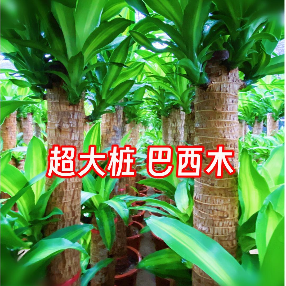 格兰德园艺绿植专场