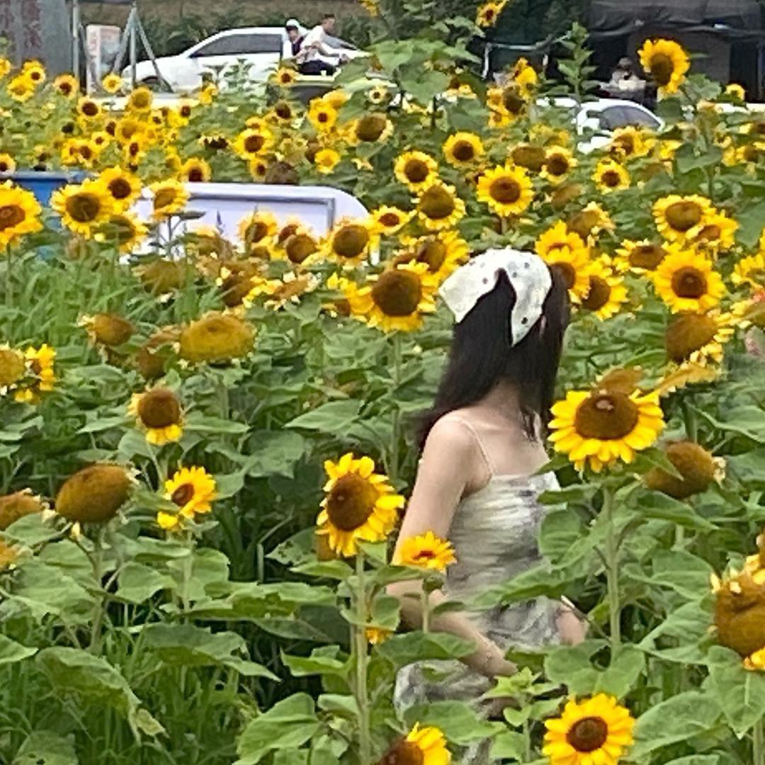 芝麻