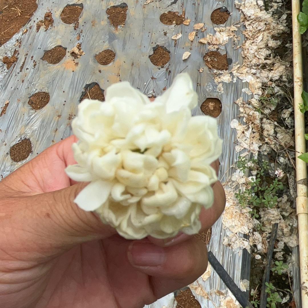 呀比