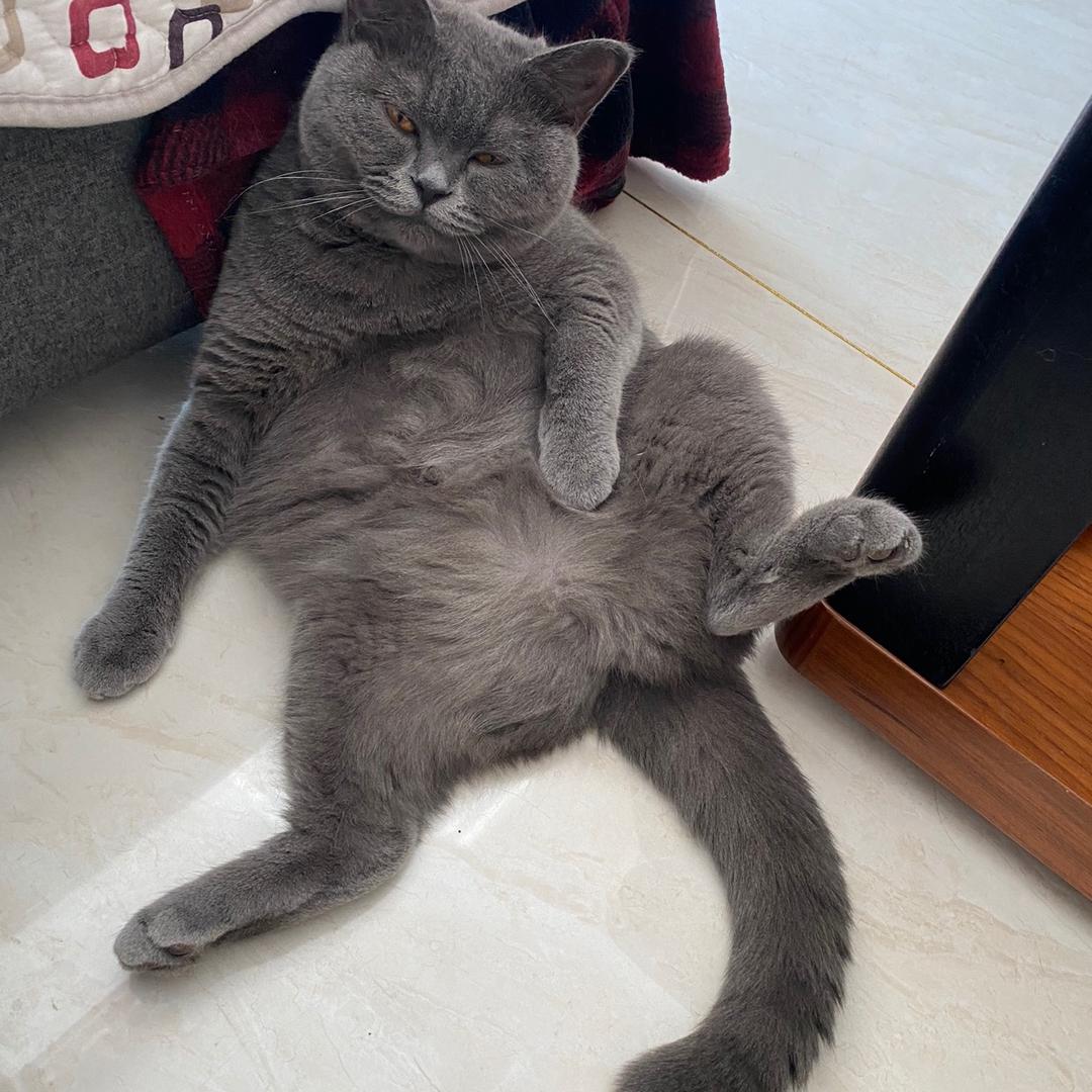 从前……有只猫