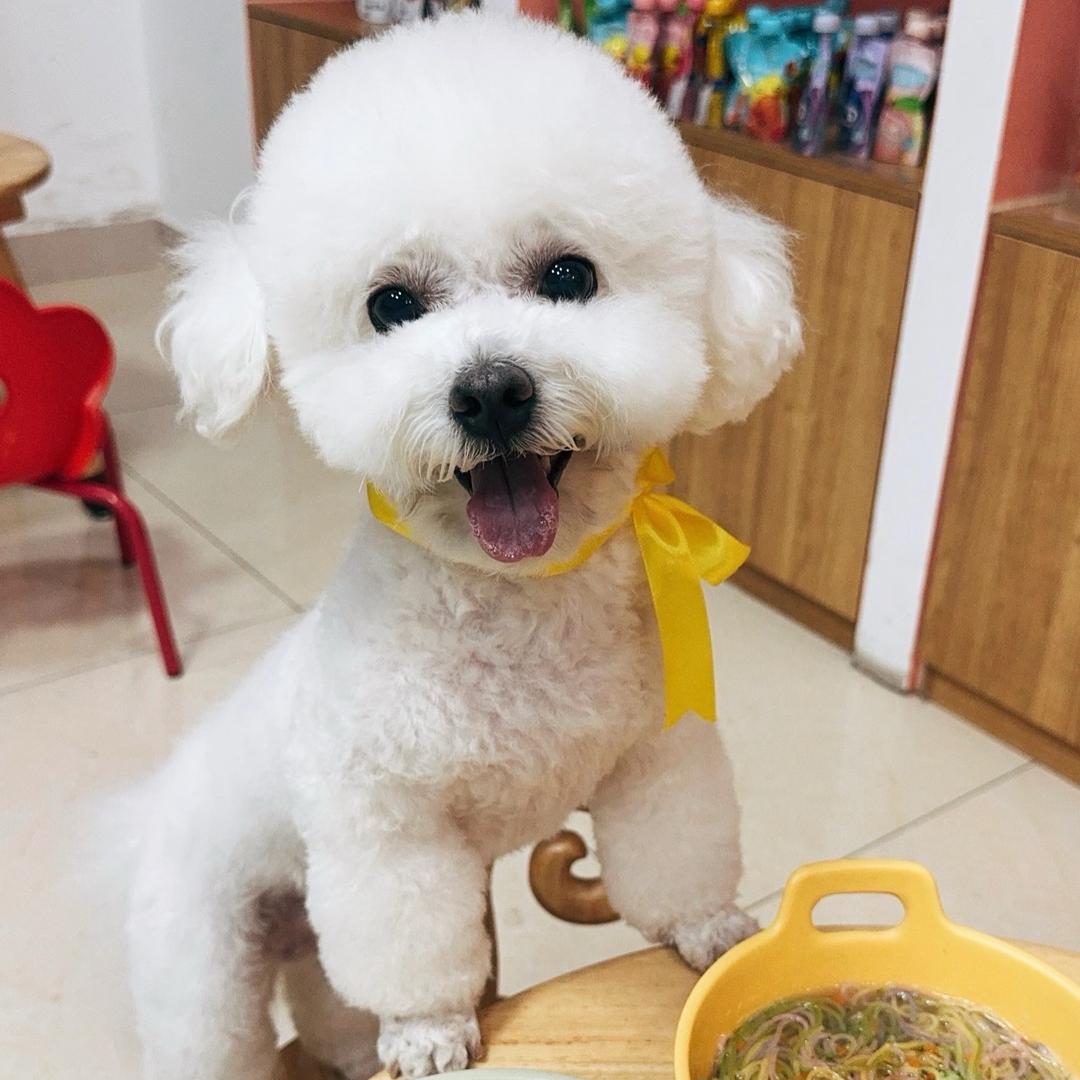 团子是只小比熊🐶