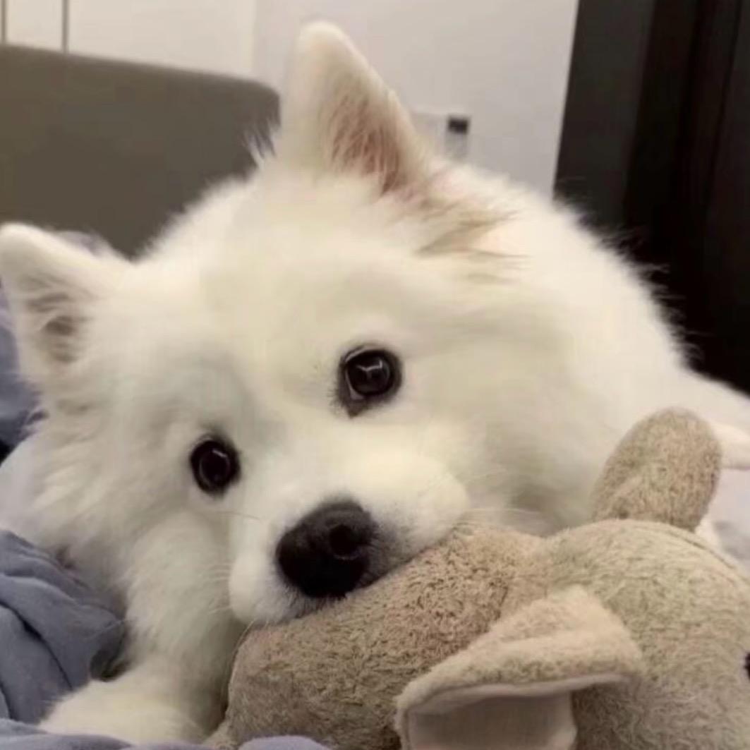 广式皮蛋瘦肉粥