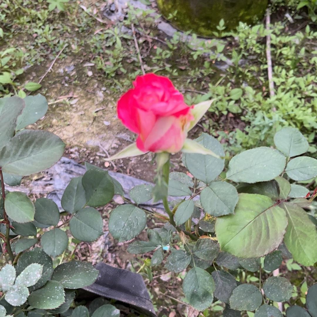 荆州市欣茂缘农产严选铺