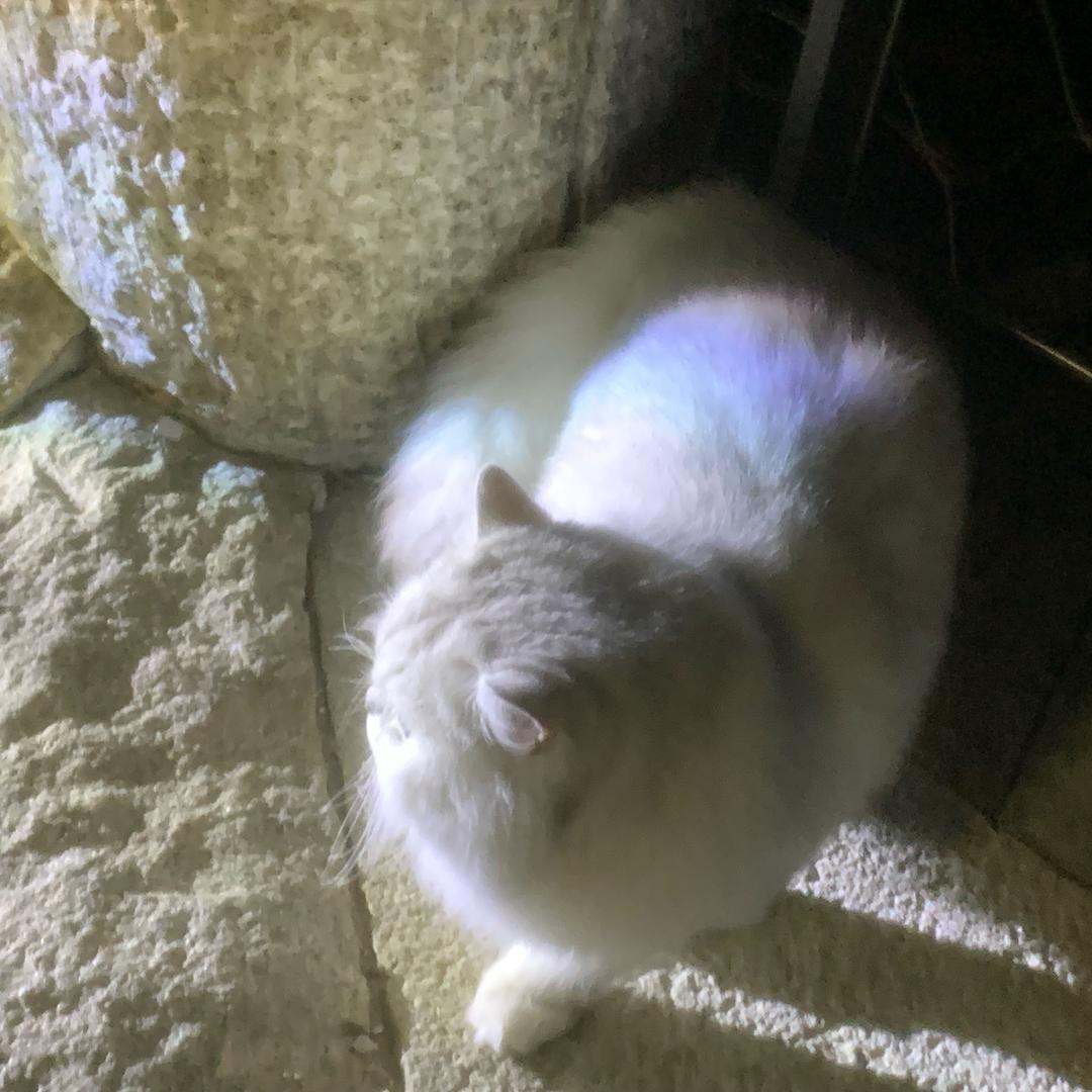 吃柿子不吐皮