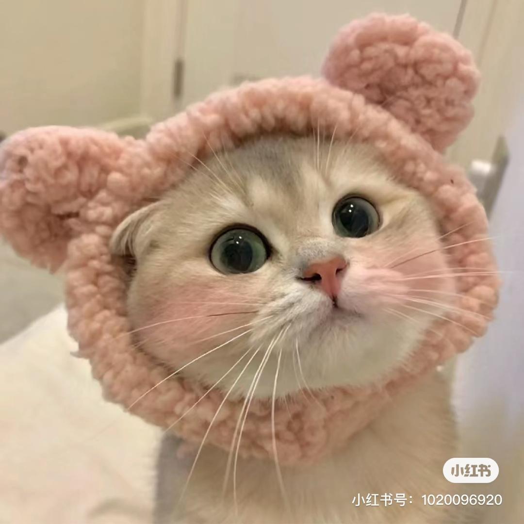 猫猫玩游戏