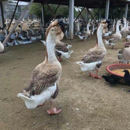 万祥狮头鹅养殖