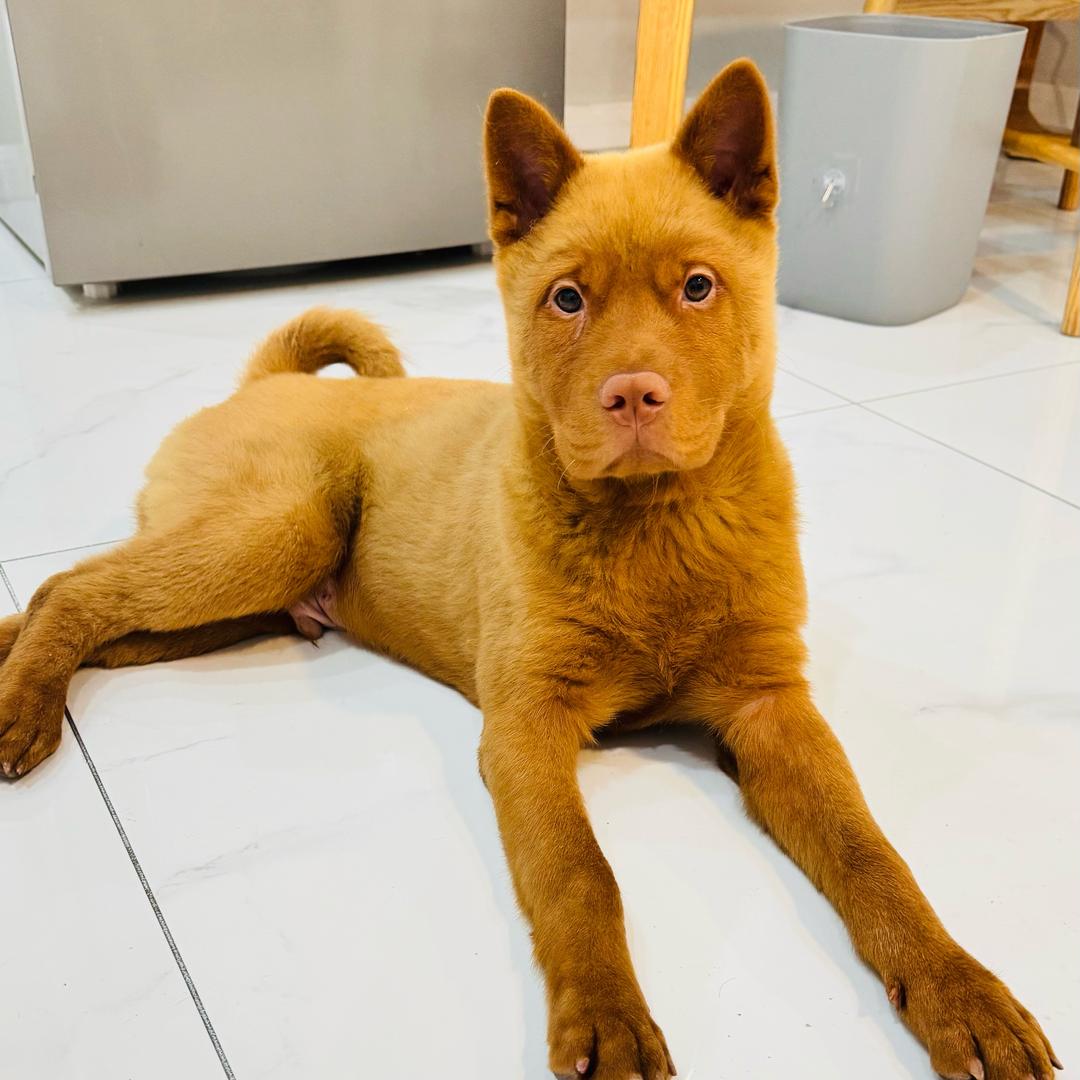 富贵（五红犬）