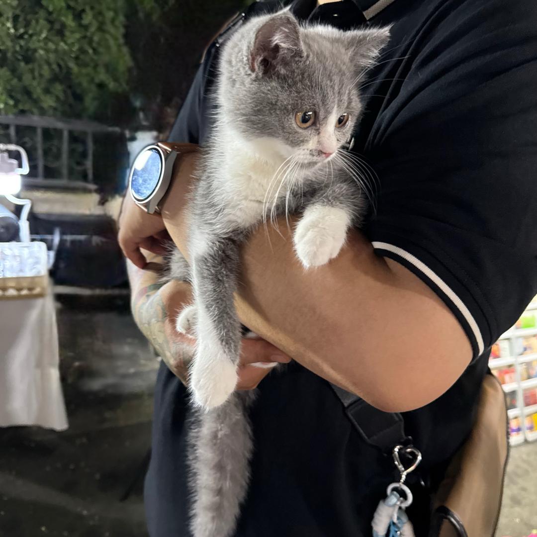 喵三只🐱