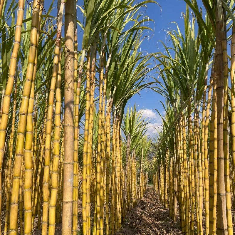 西瓜甘蔗哥（云南黄金甘蔗）