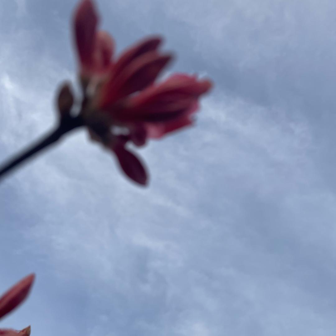 小小