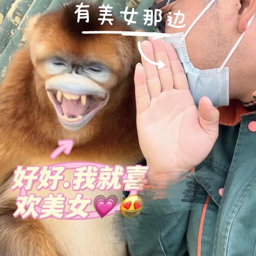 国宝金丝猴