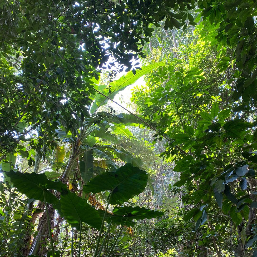 小福户外诱蜂