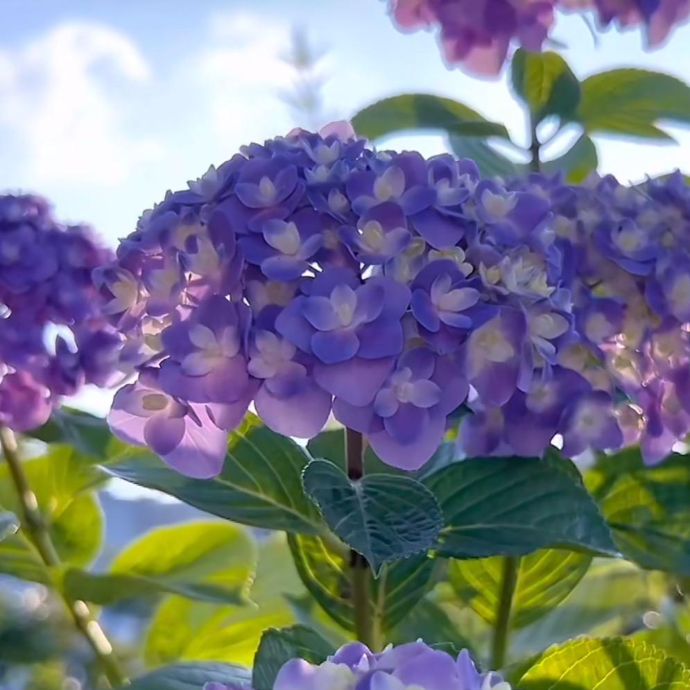 花仙子园艺花卉