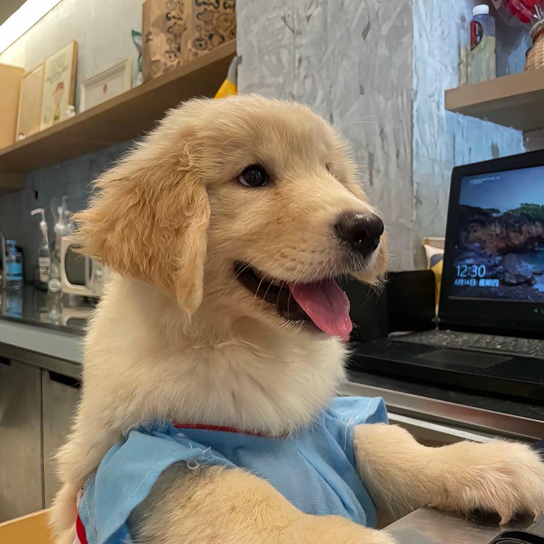 母猪的产后护理