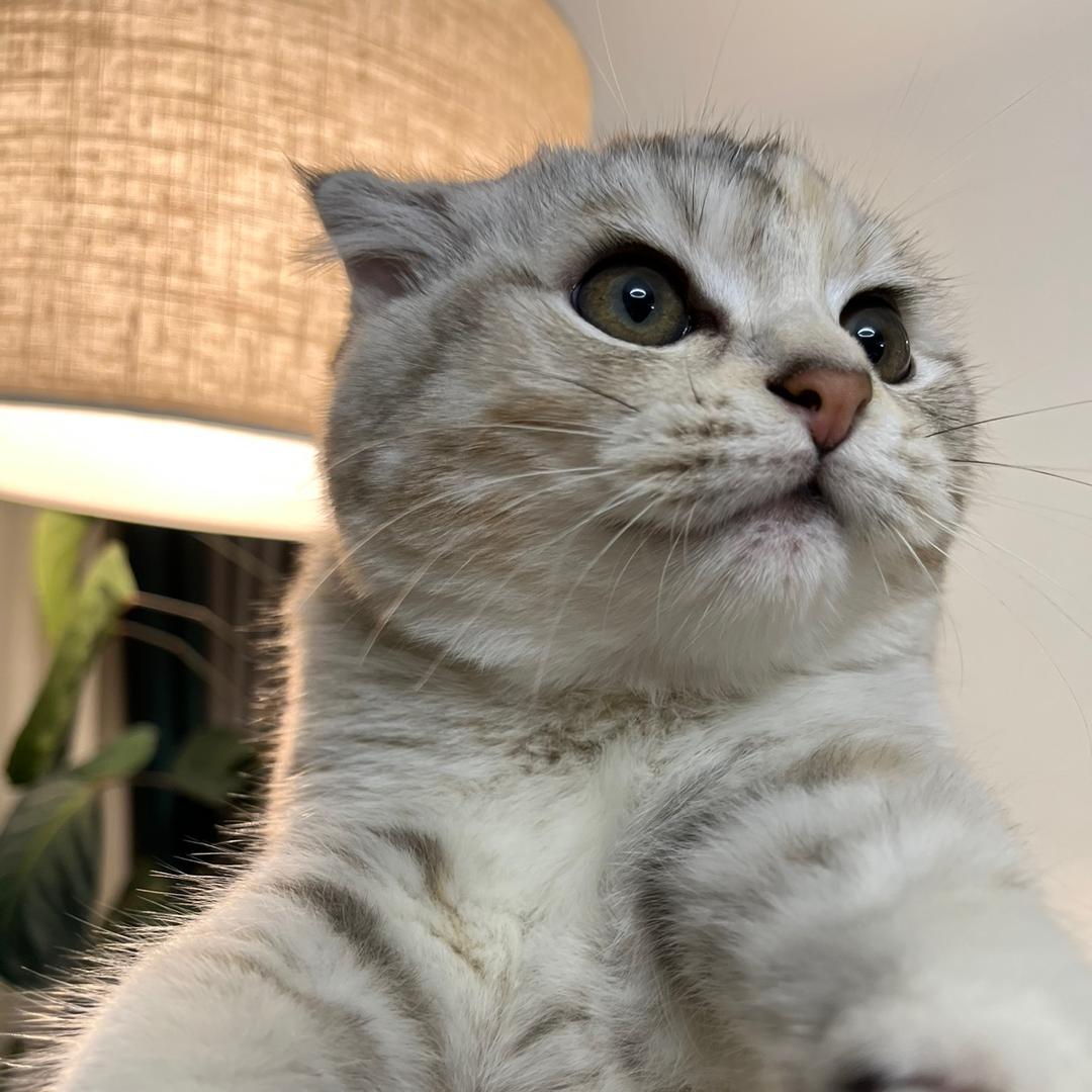 折耳猫小椰宝