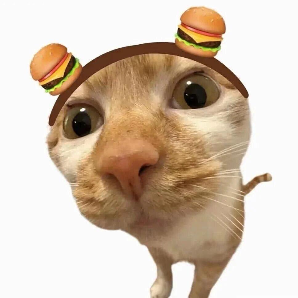 爱吃汉堡的喵喵大王