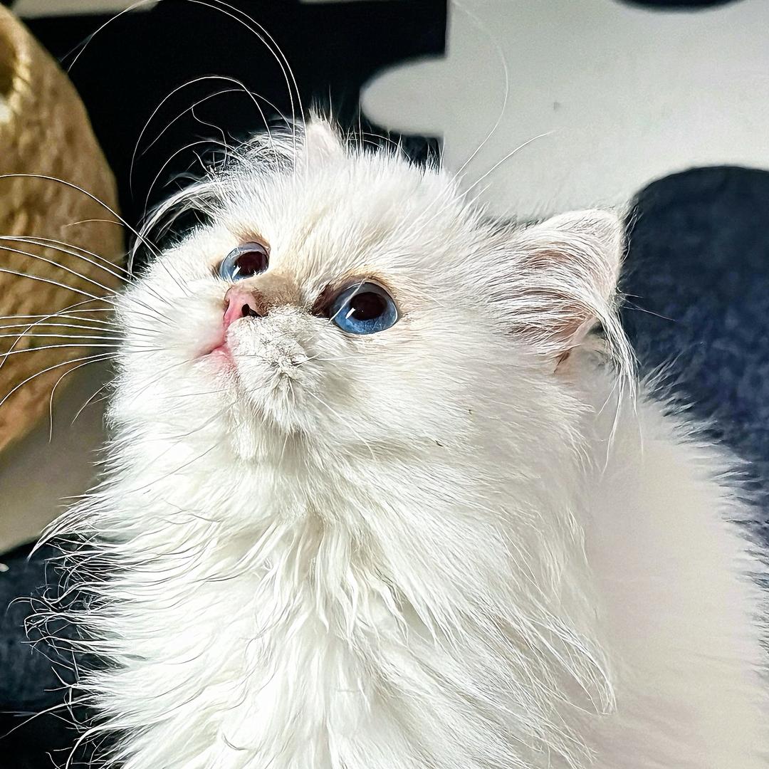 L.L Cattery