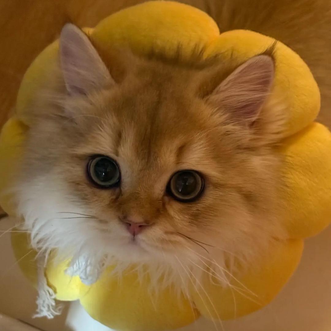 Fancy
