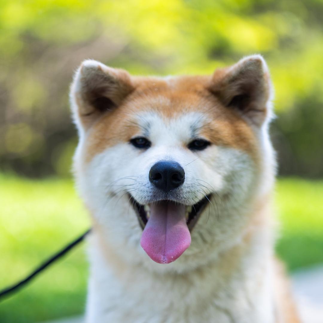 臭养狗的（开店版）