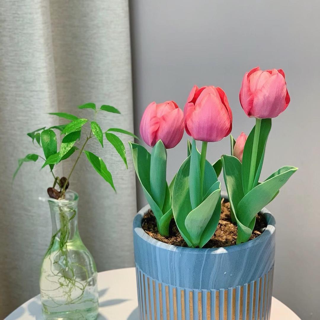 花满缘