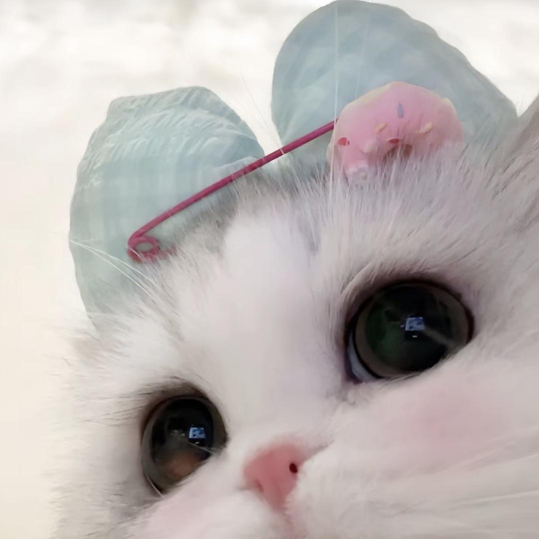 茉黎小咪🐬