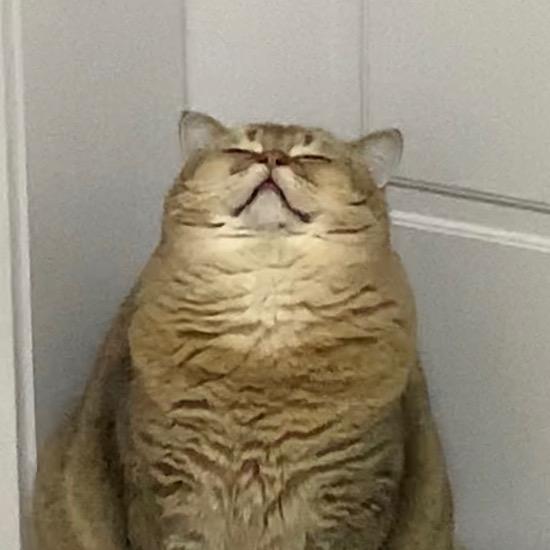 山山牌猫咖