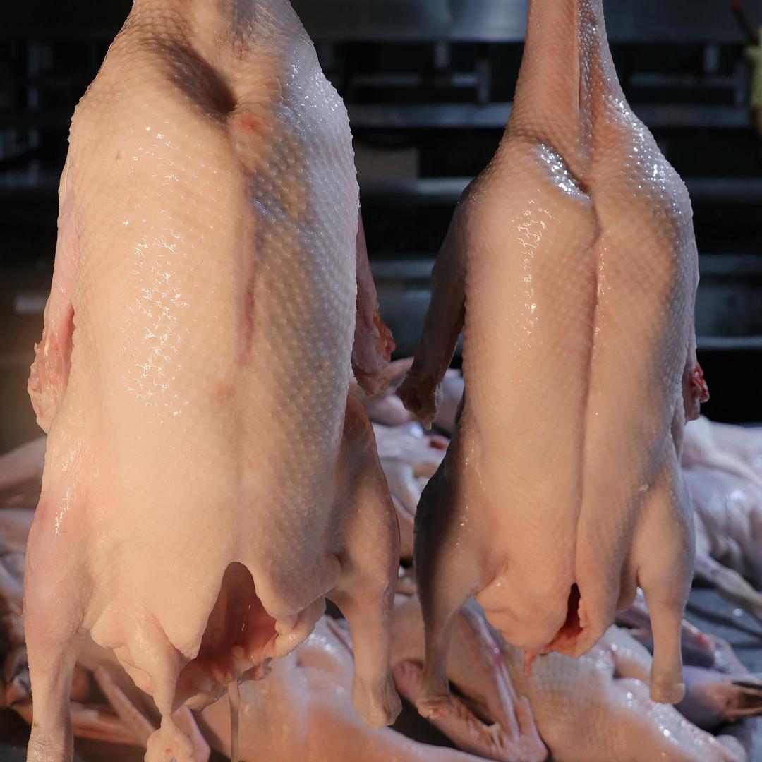 鹤心鲜🦢黑棕鹅源头厂家🔥