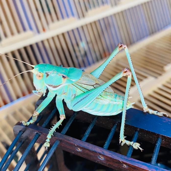 大连 蝈蝈王